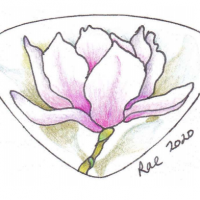 Magnolia Opalescence